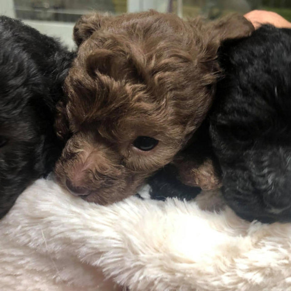 トイプードルの画像