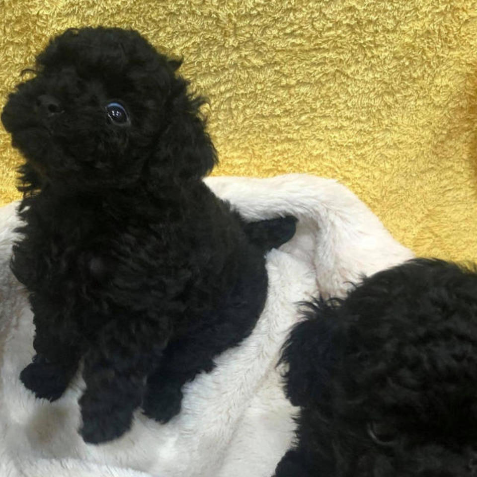 トイプードルの画像