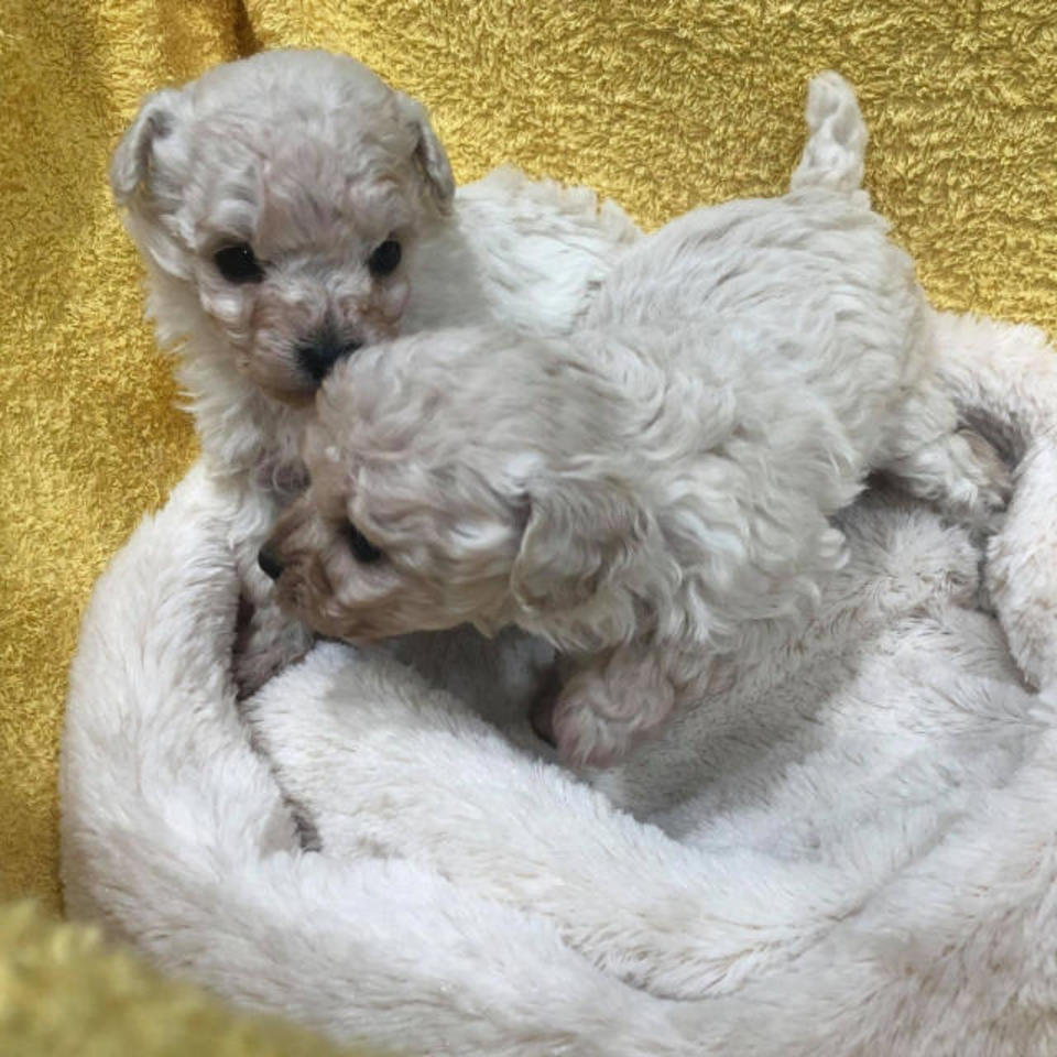 トイプードルの画像