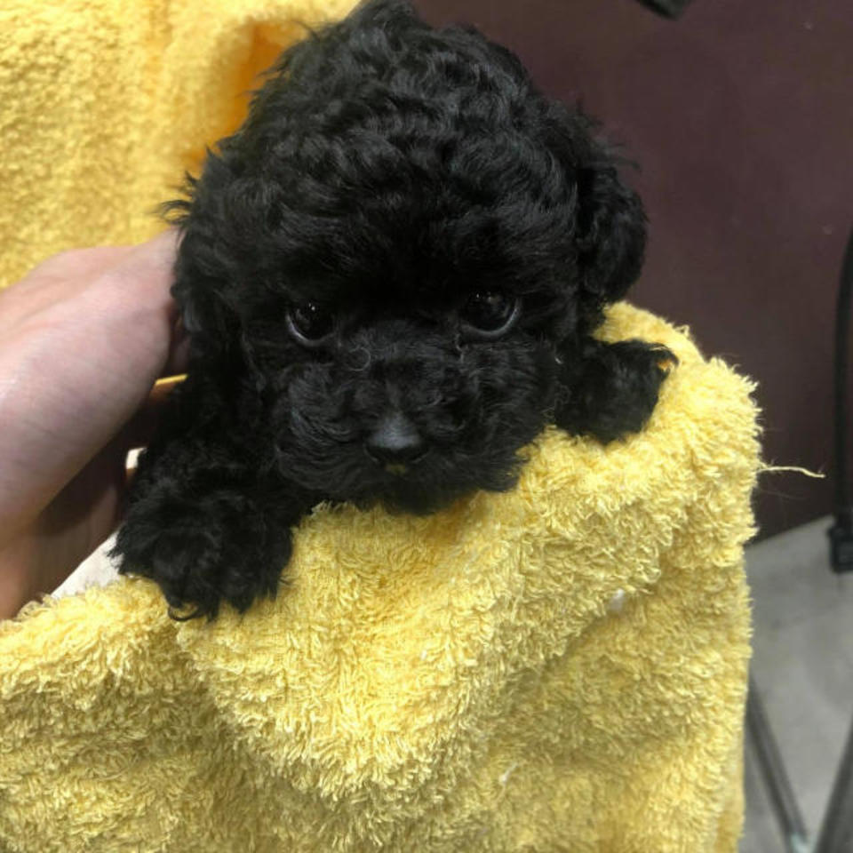 トイプードルの画像