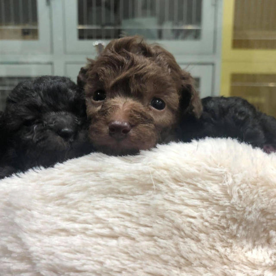 トイプードルの画像