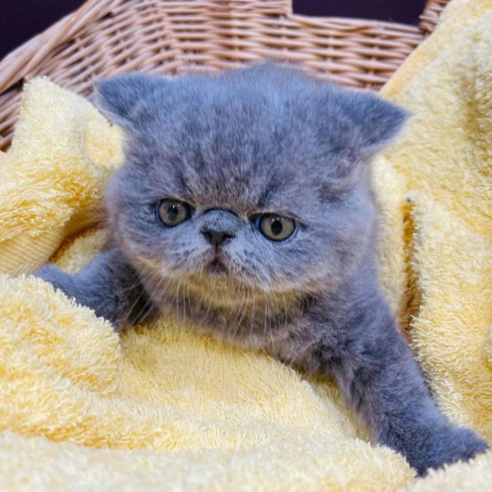 エキゾチックの画像