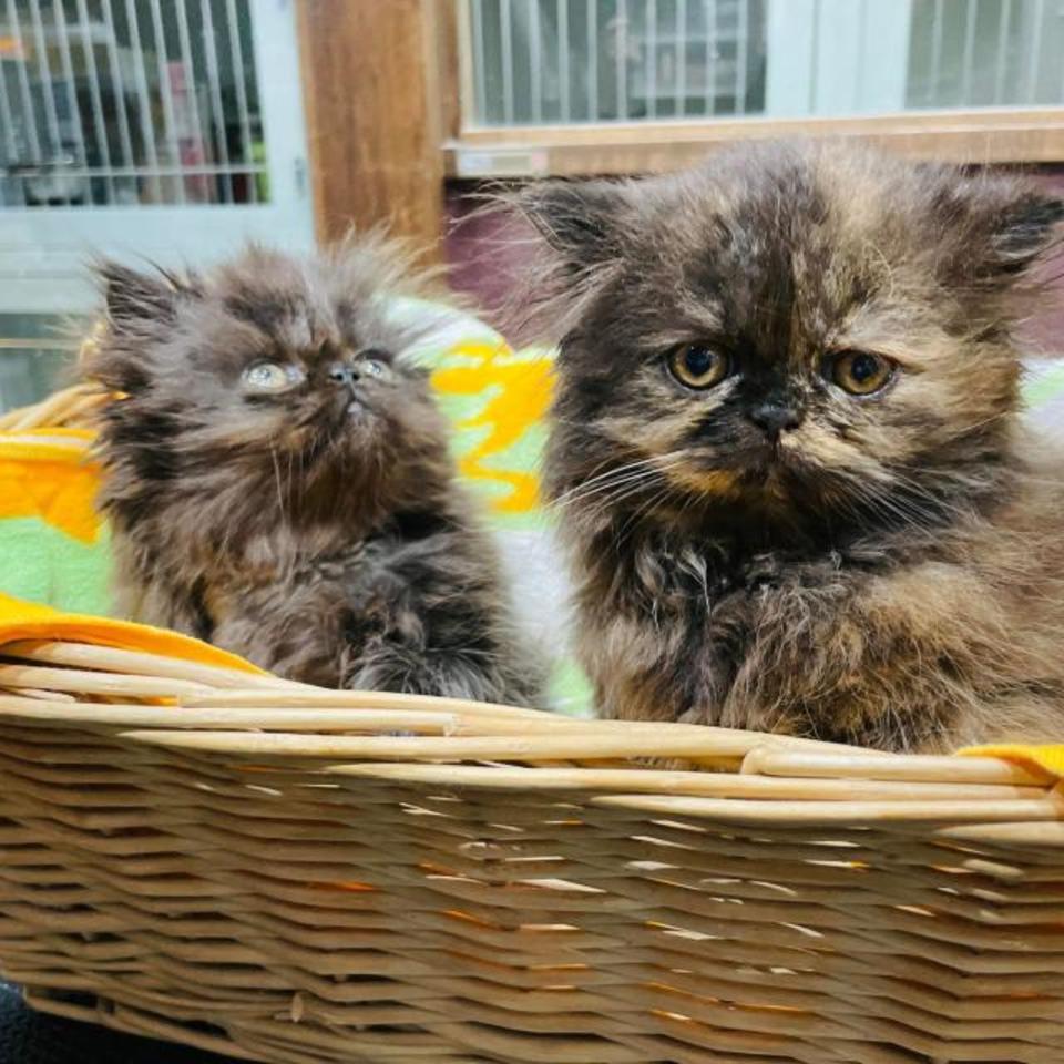 エキゾチックロングヘアの画像
