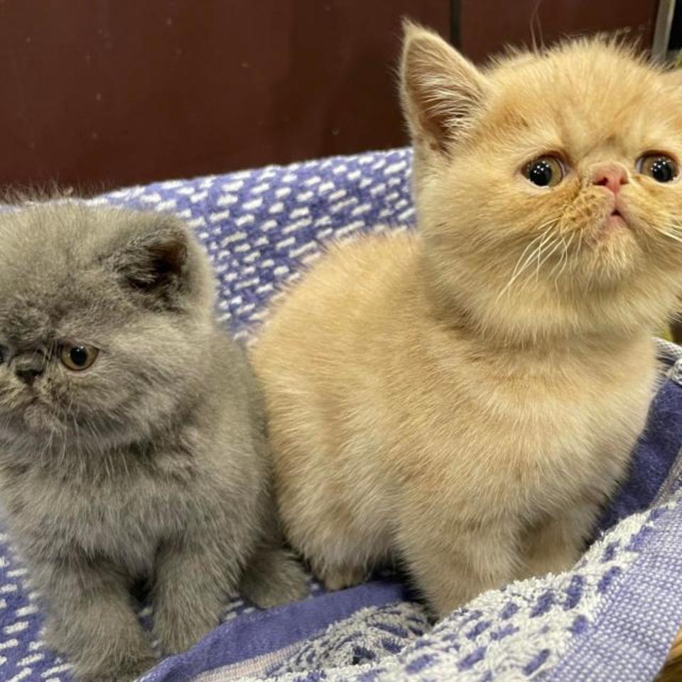 エキゾチックショートヘアの画像