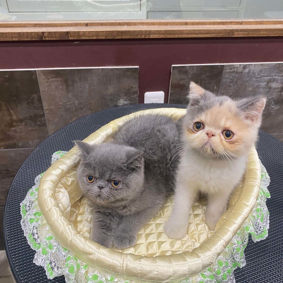 エキゾチックの子猫の画像