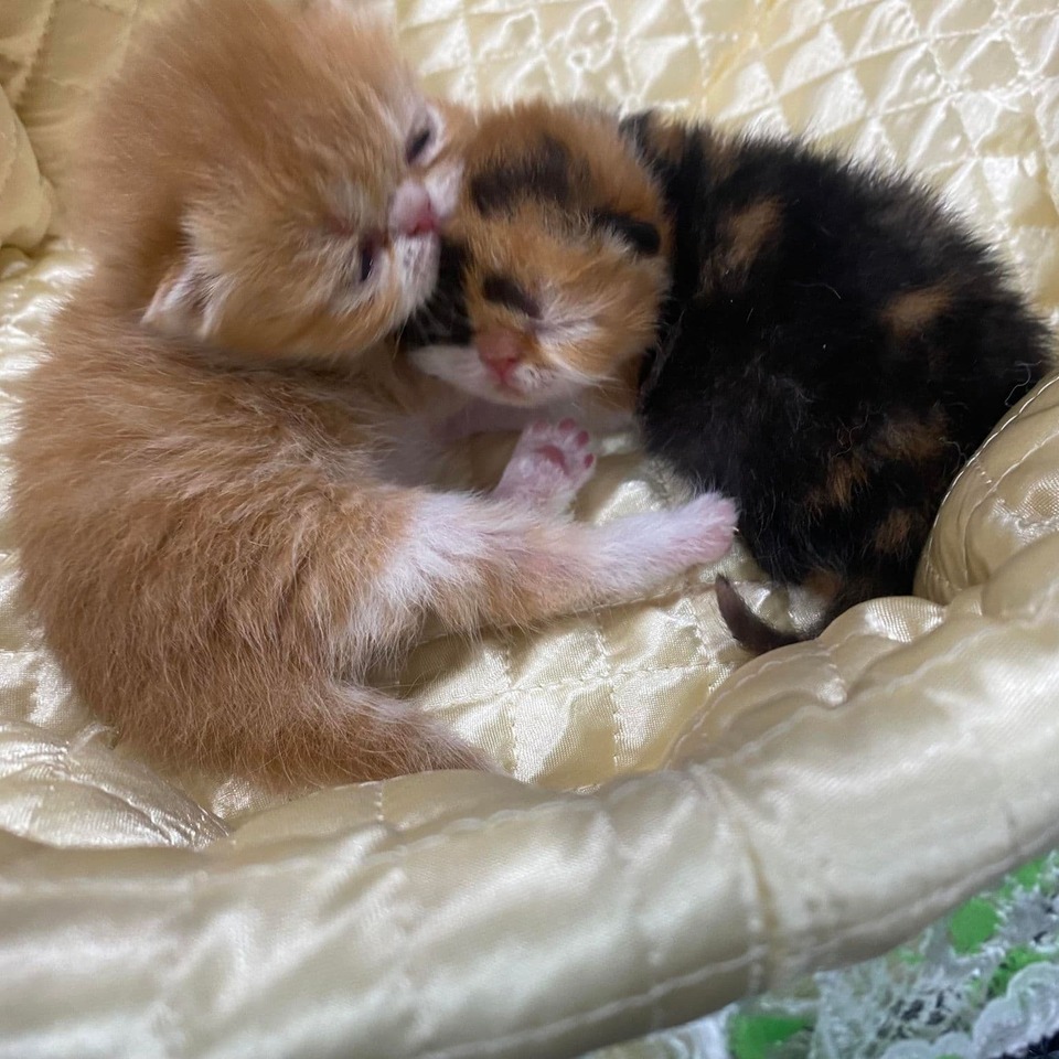 エキゾチックの子猫の画像