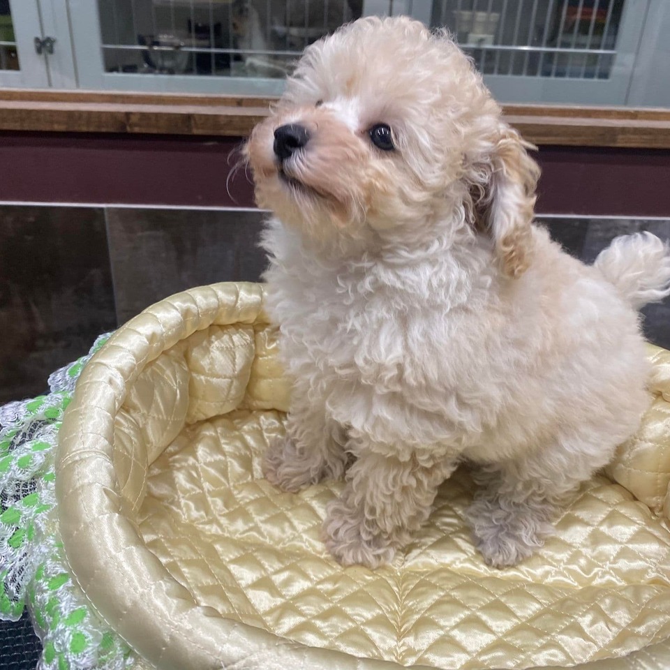 プードルの子犬の画像