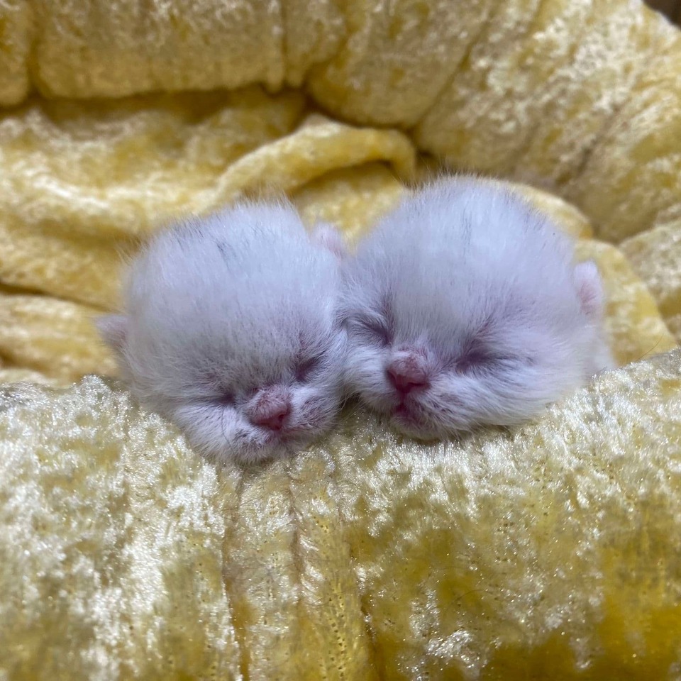 エキゾチックの子猫の画像