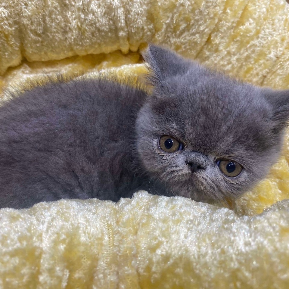 エキゾチックの子猫の画像