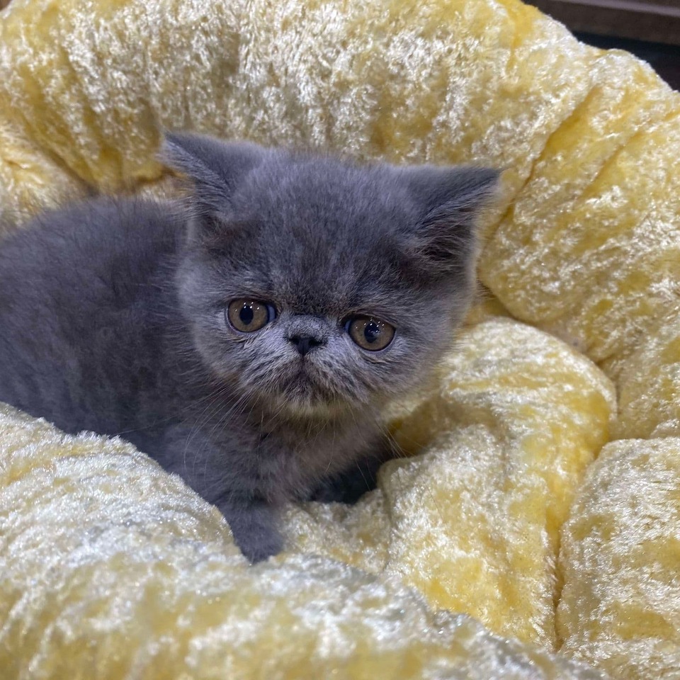 エキゾチックの子猫の画像