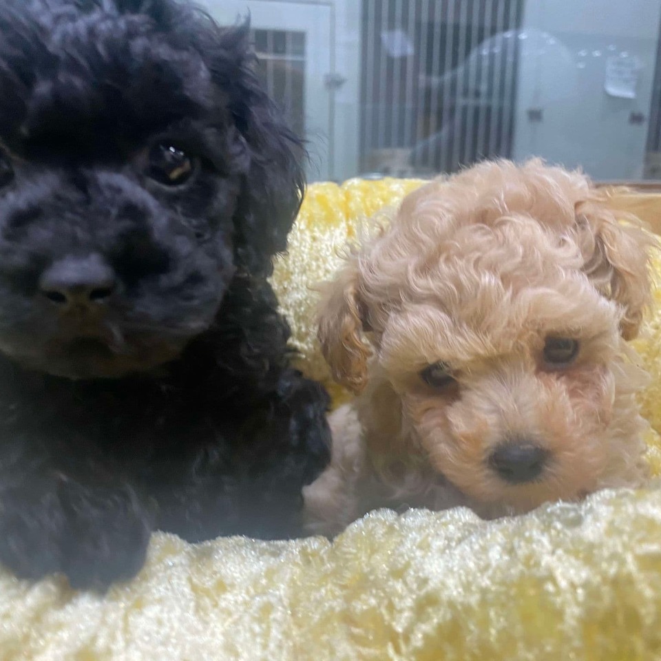 プードルの子犬の画像