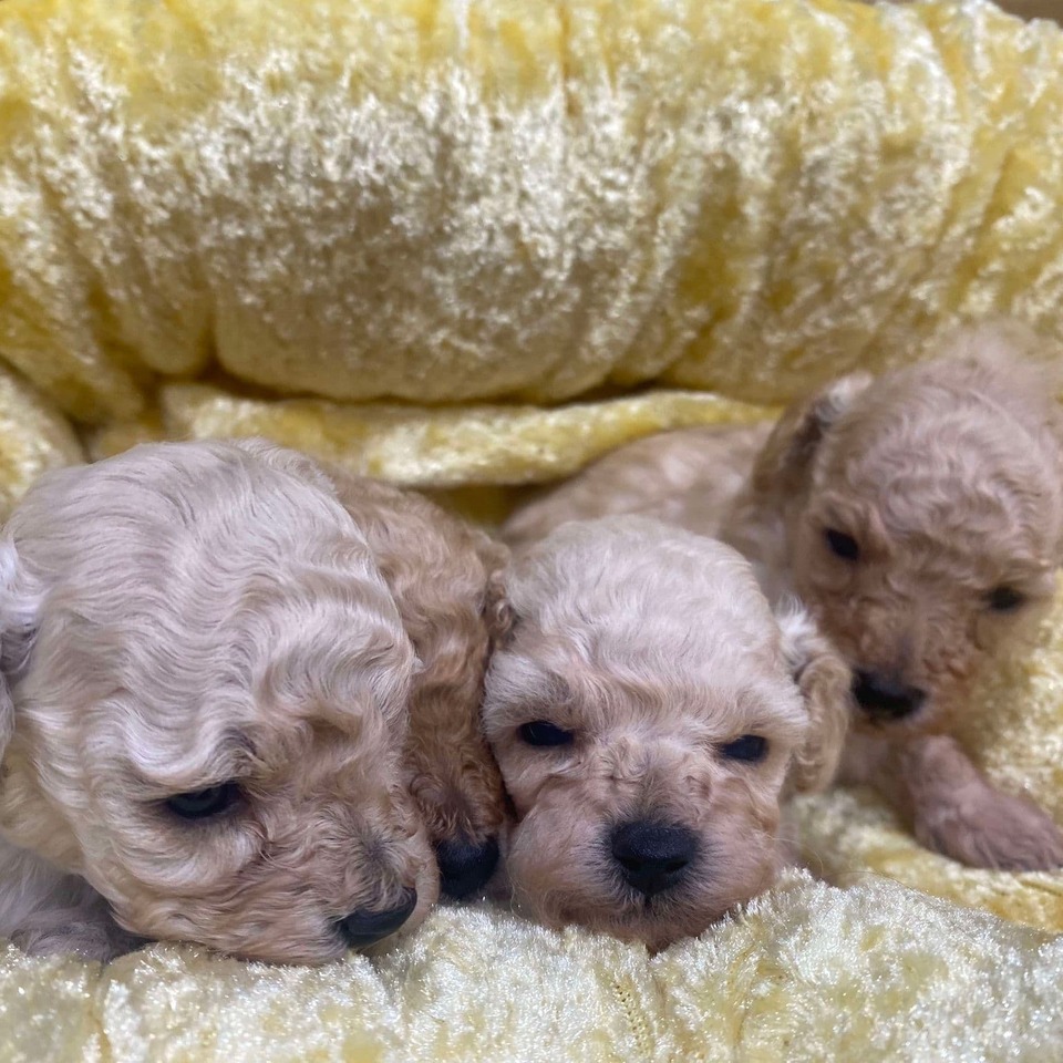 プードルの子犬の画像