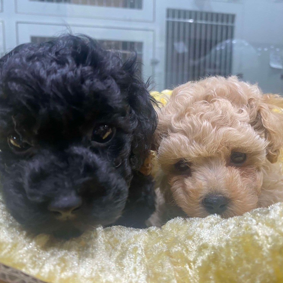 プードルの子犬の画像