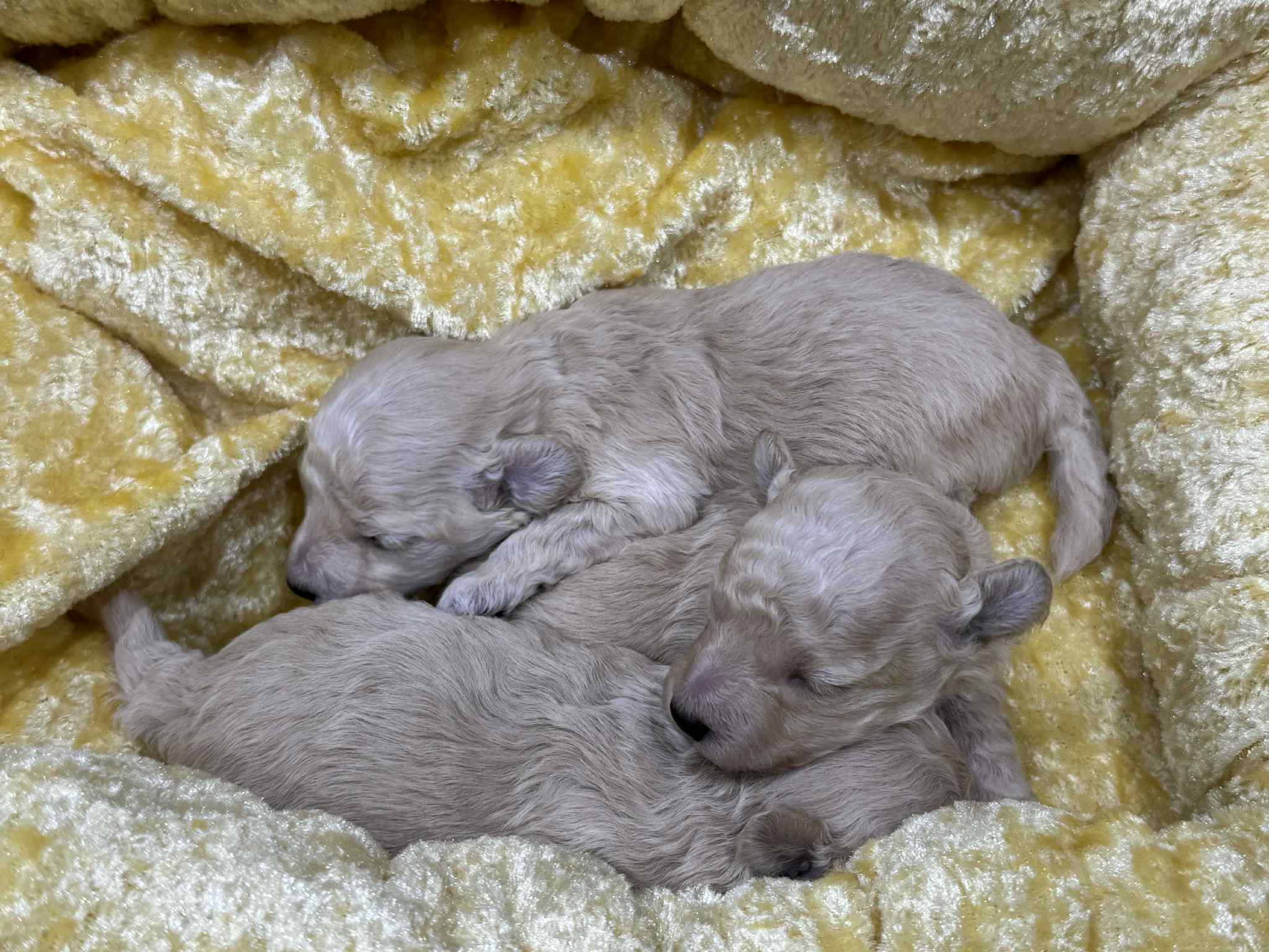 生まれたてのトイプードルの子犬の画像