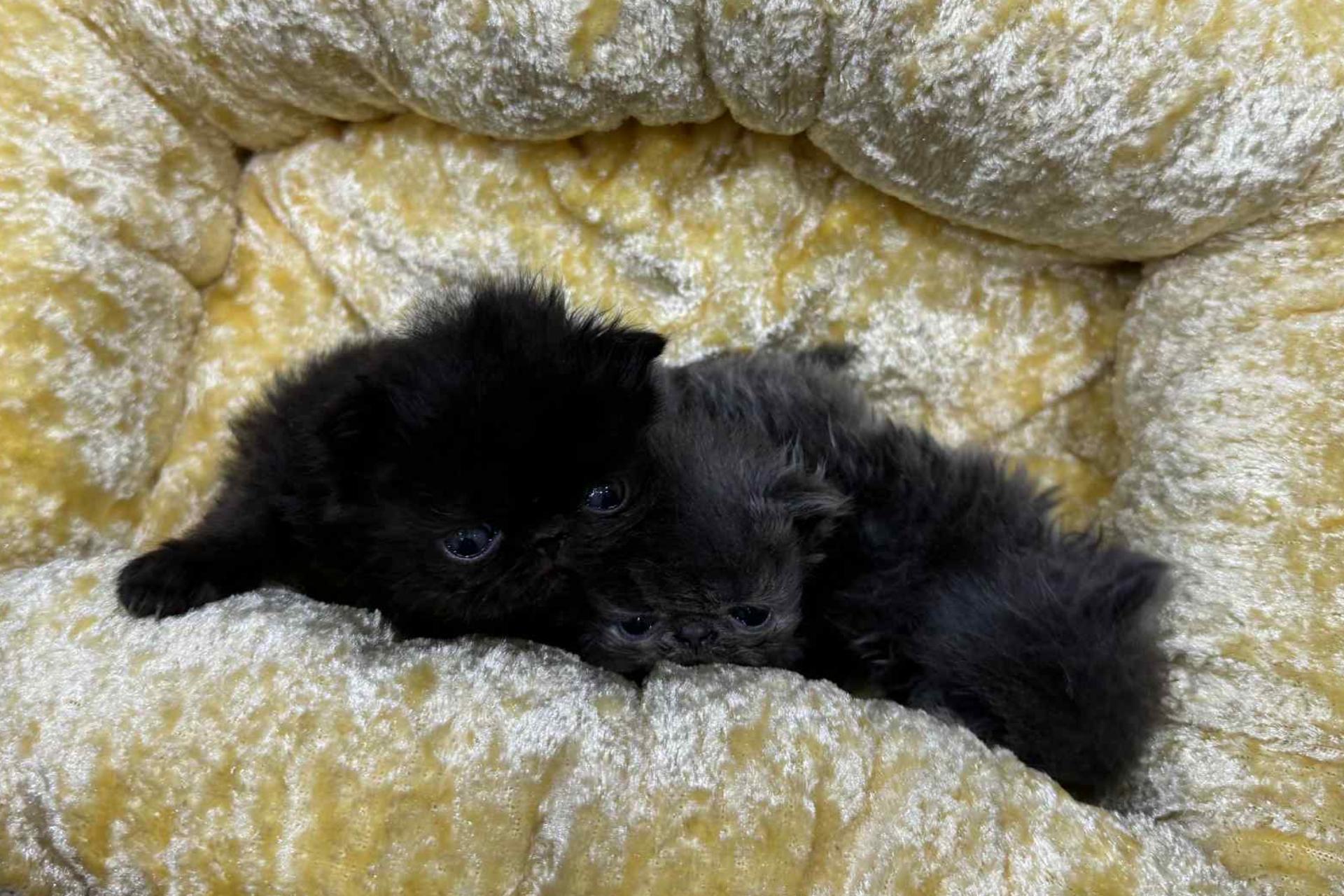 ロングエキゾチックの子猫の画像