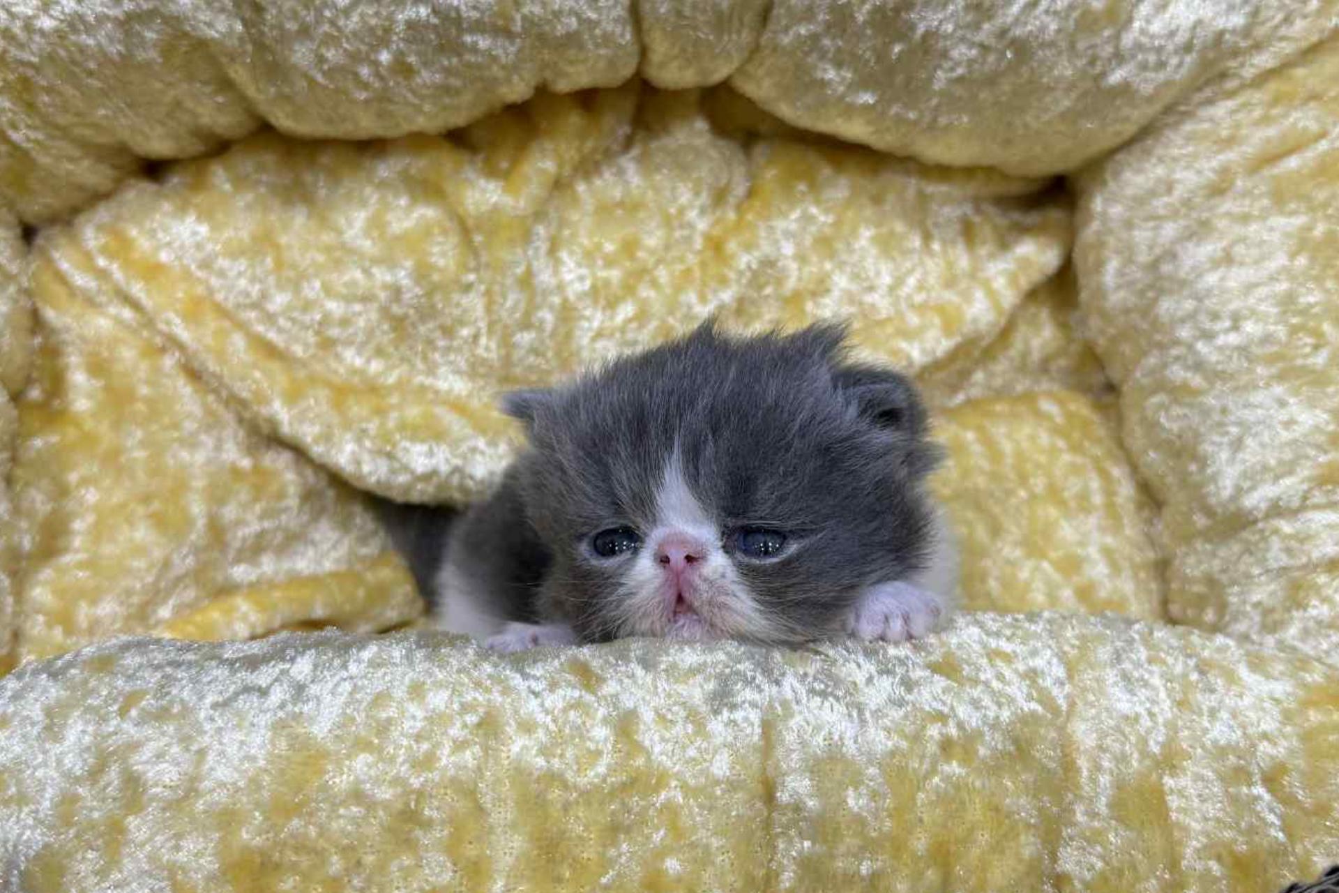 ペルシャの子猫の画像