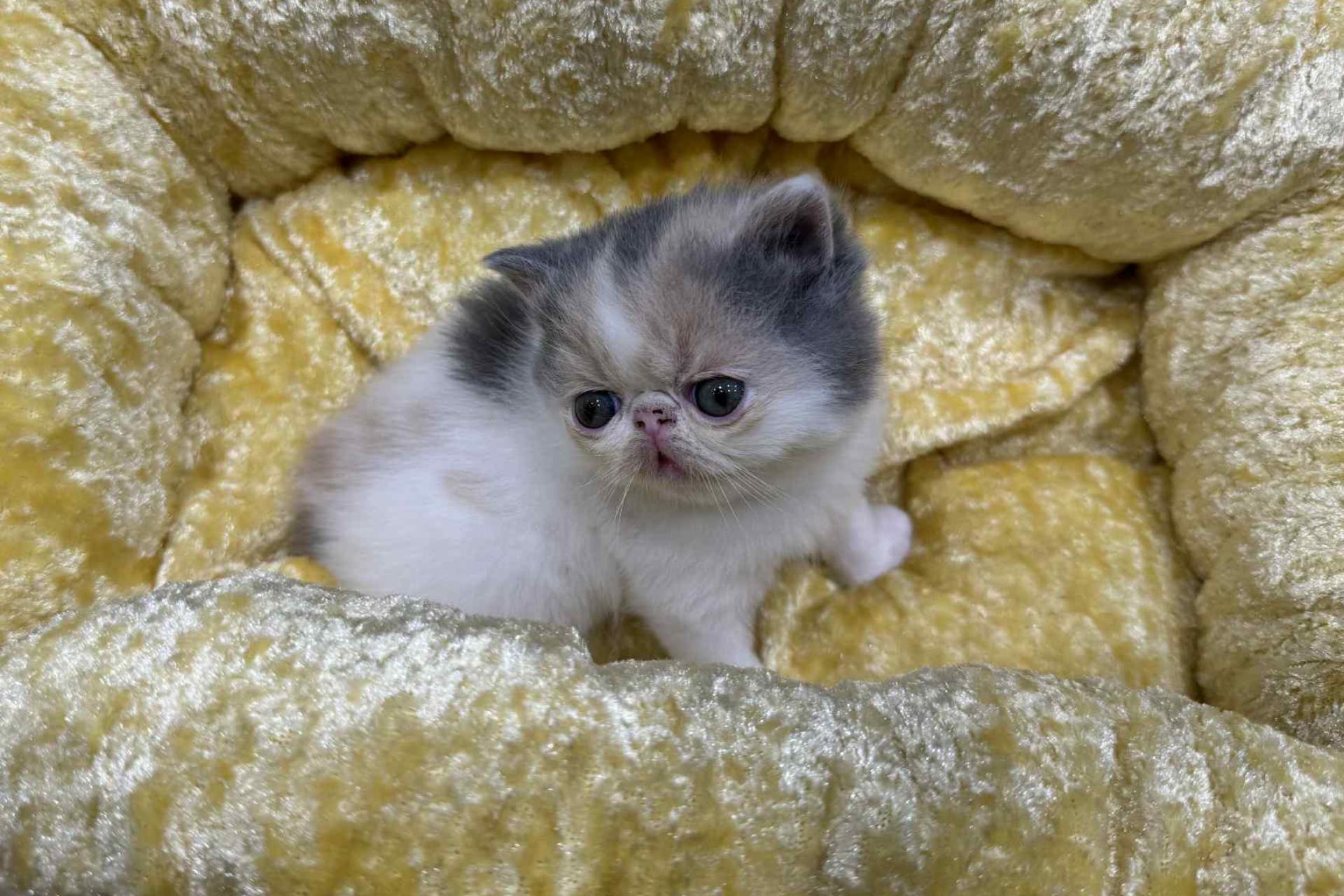 エキゾチックの子猫（ダイリュートキャリコ）の画像