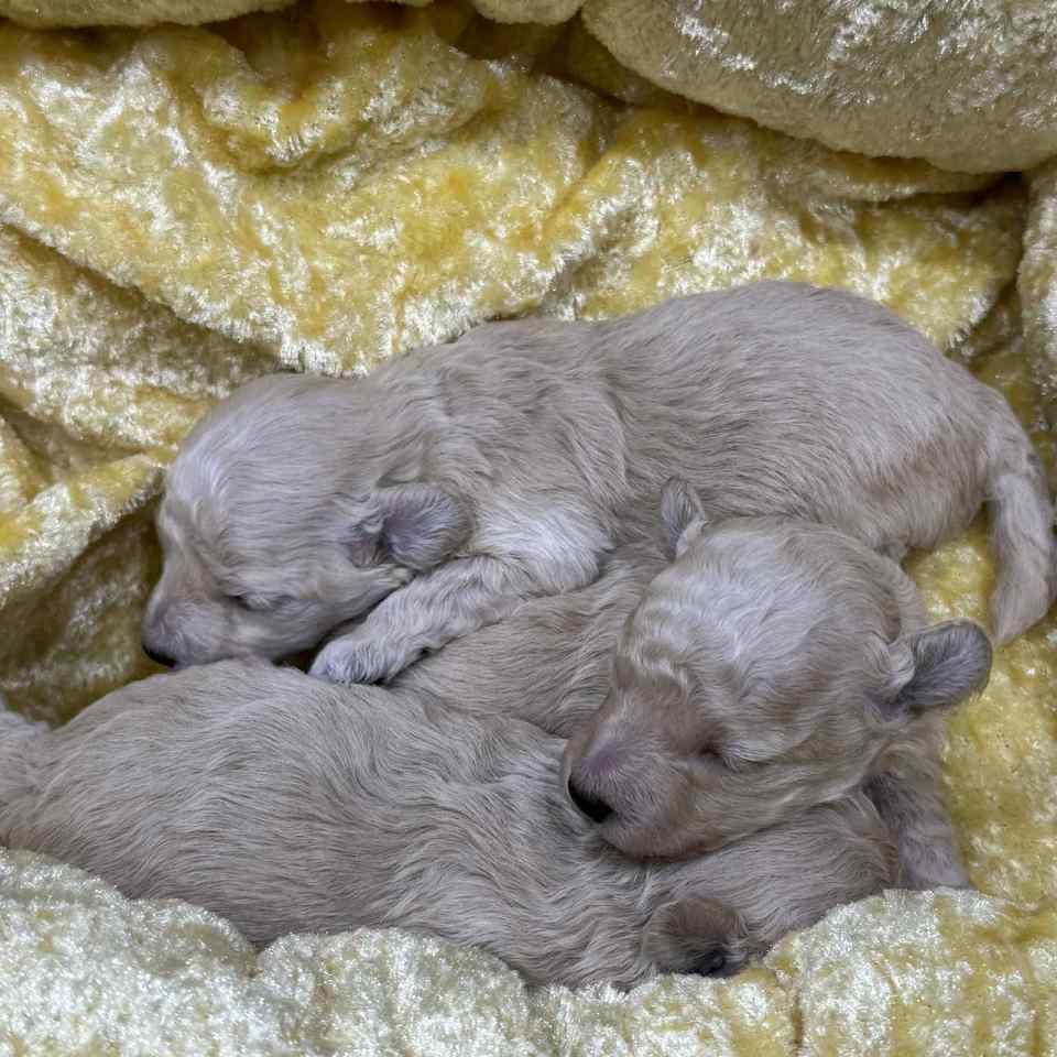 トイプードルの子犬の画像