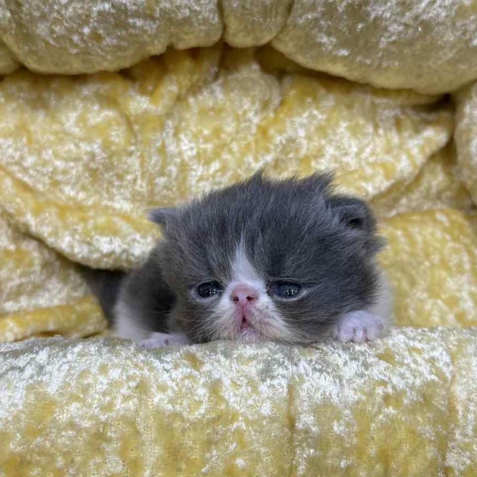 ペルシャの子猫の画像