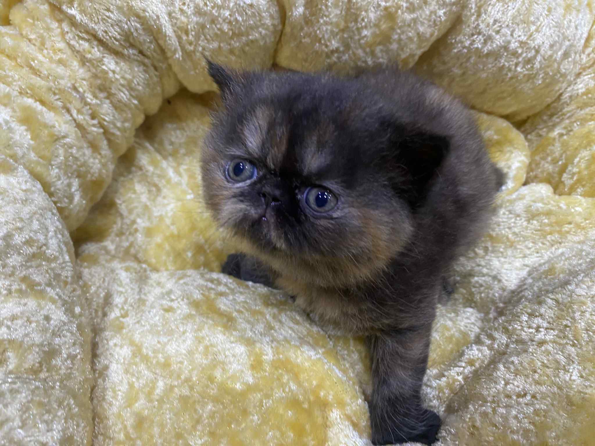 エキゾチックの子猫の画像