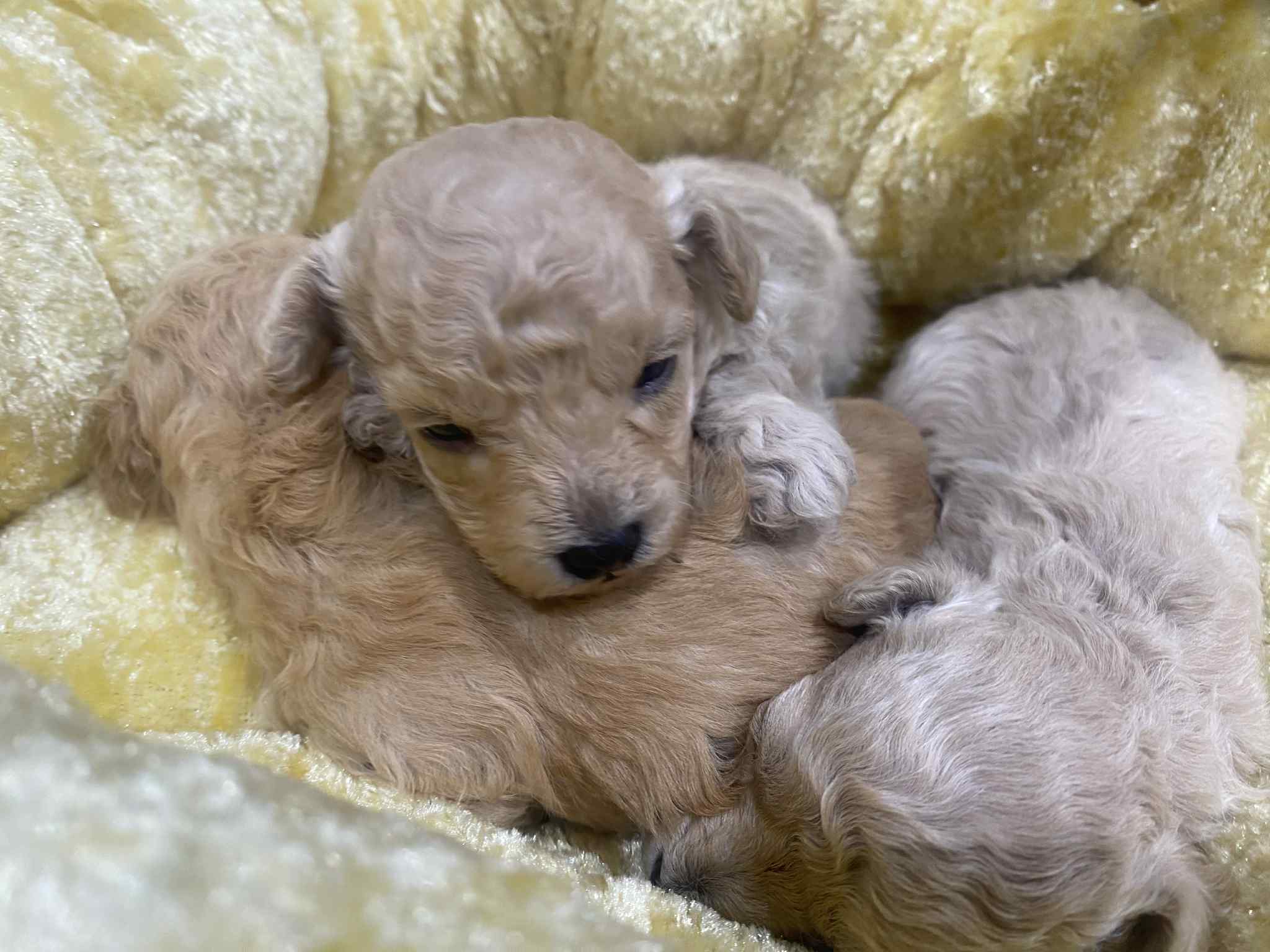 トイプードルの子犬の画像