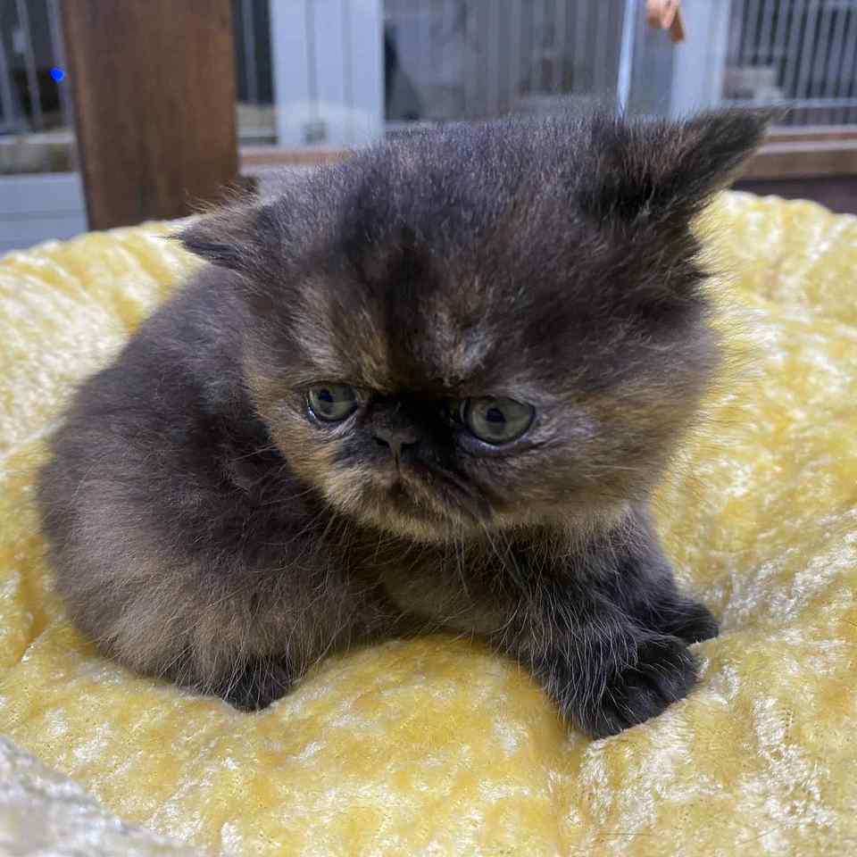 エキゾチックの子猫の画像