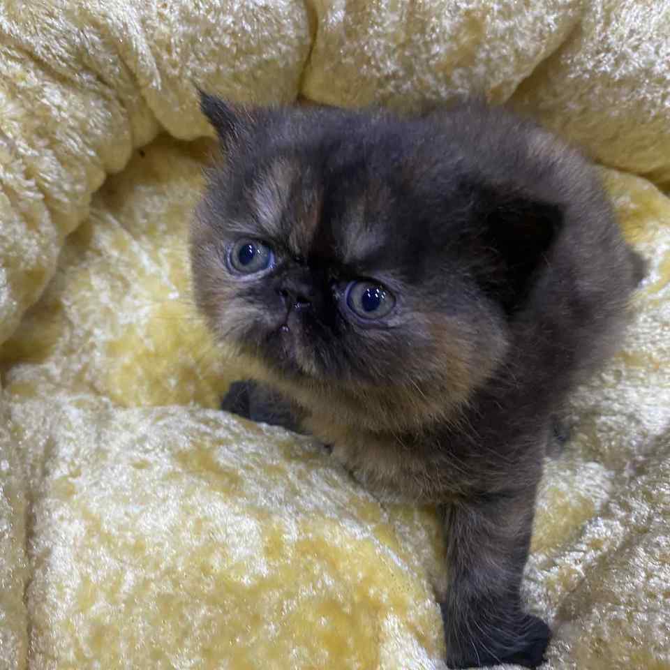 エキゾチックの子猫の画像