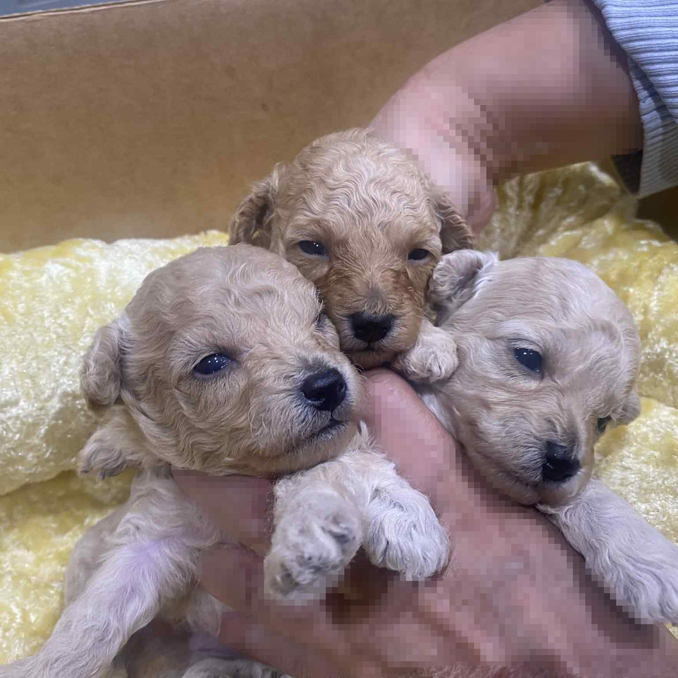 トイプードルの子犬の画像