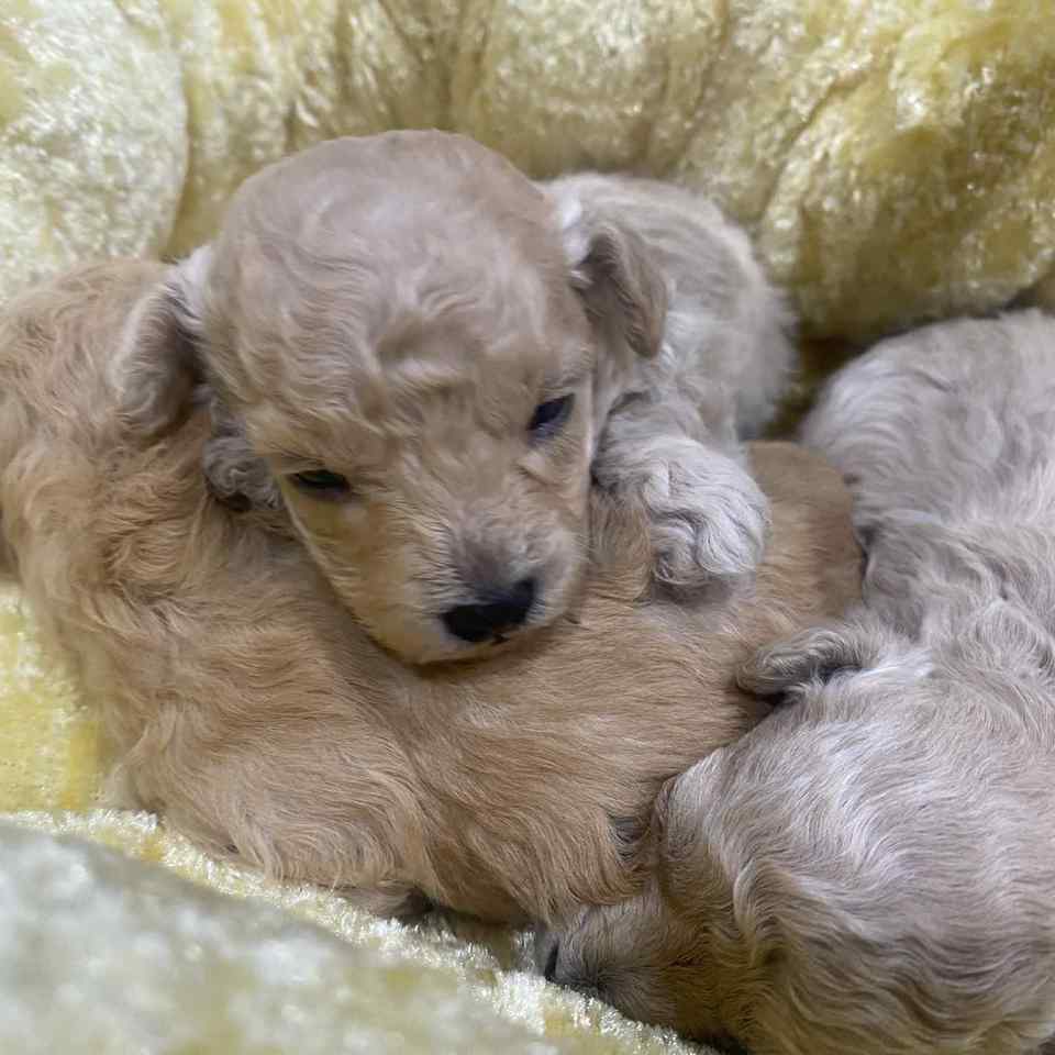 トイプードルの子犬の画像